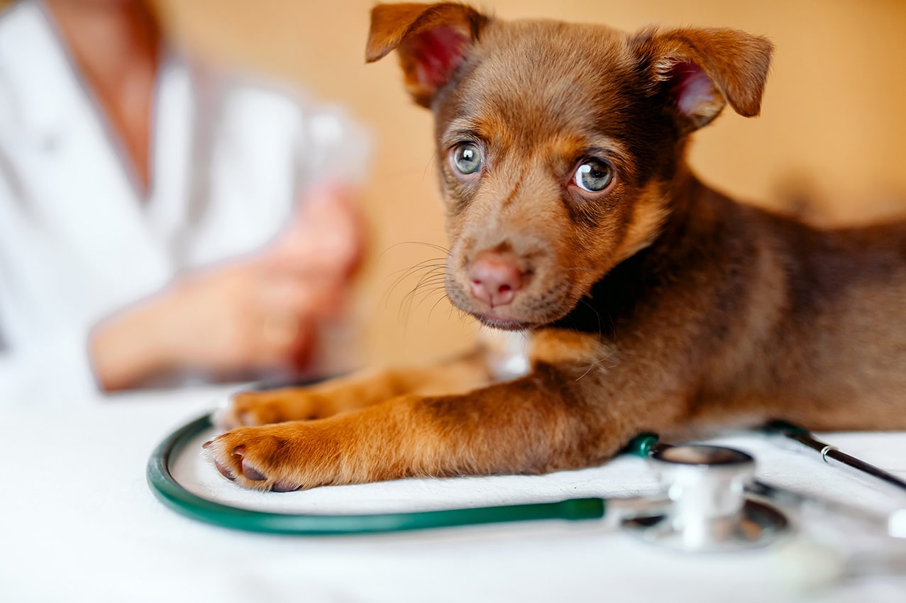 preventative care at Convenience Pet Hospitals