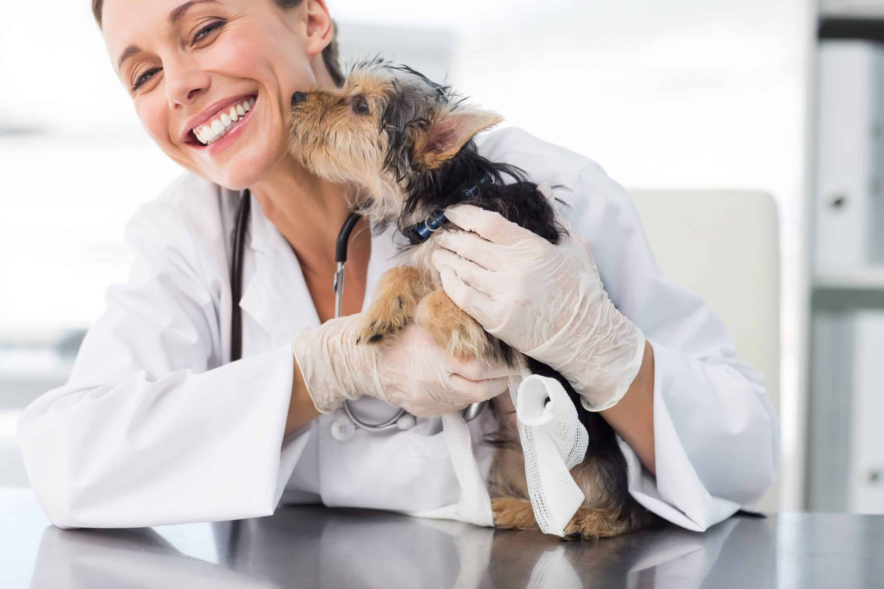pet primary care in Golden CO