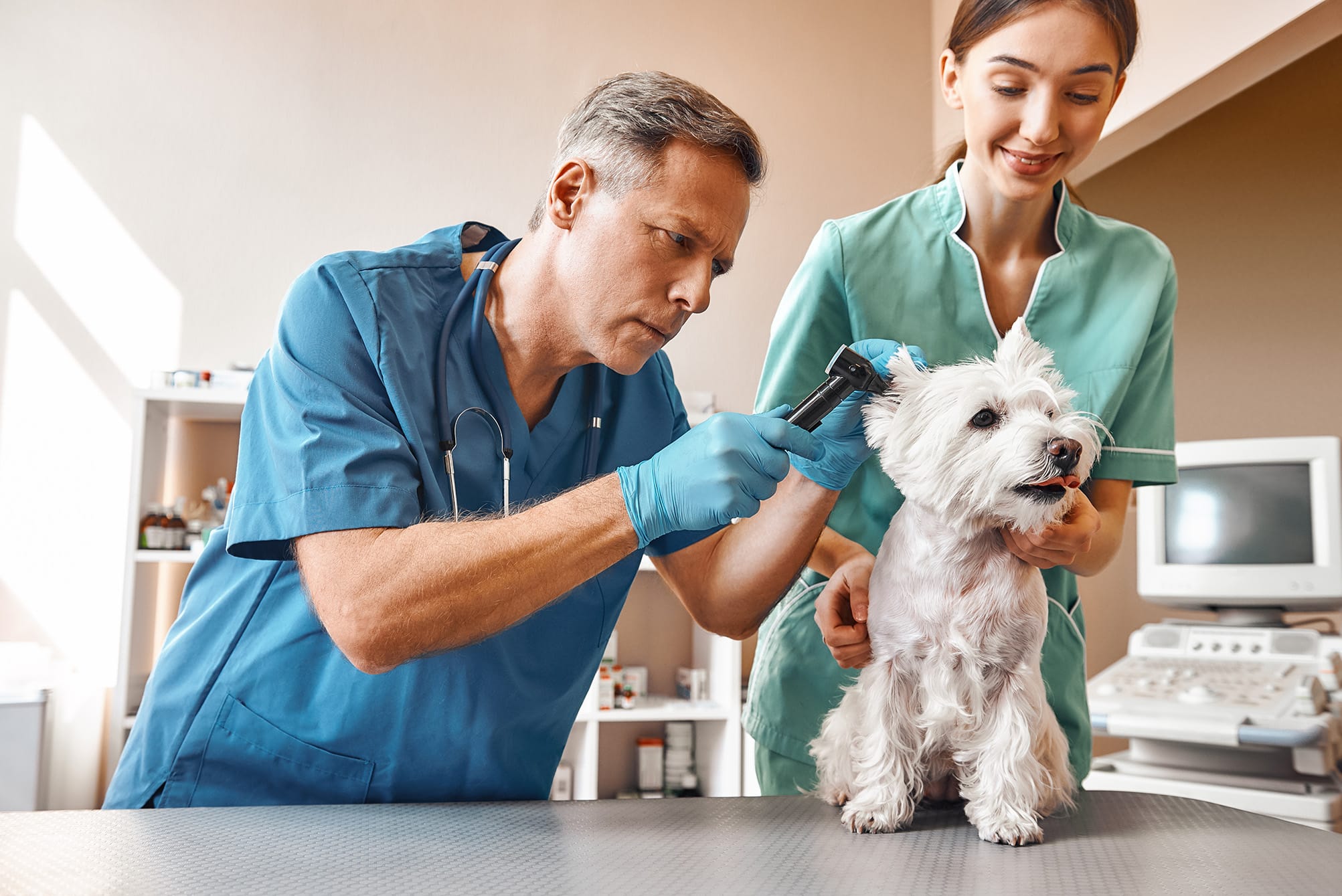 veterinarians examining dog in Golden, CO