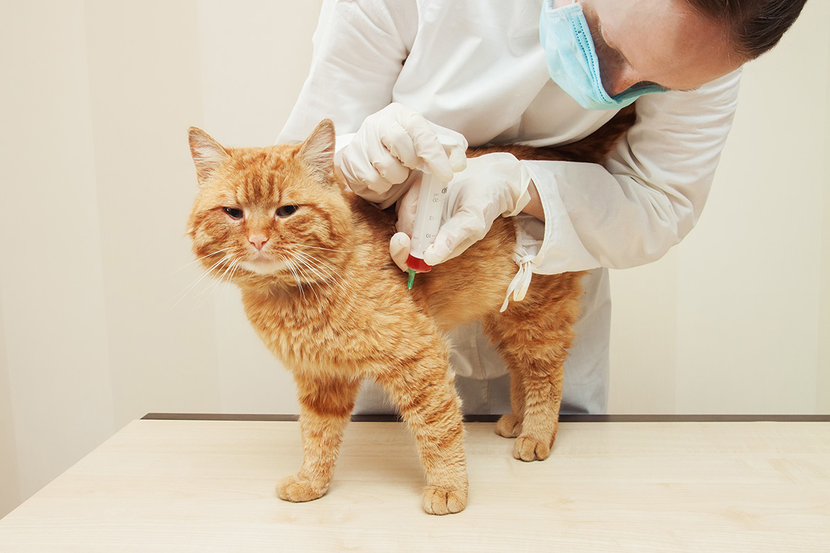 veterinarian examining cat in Golden, CO