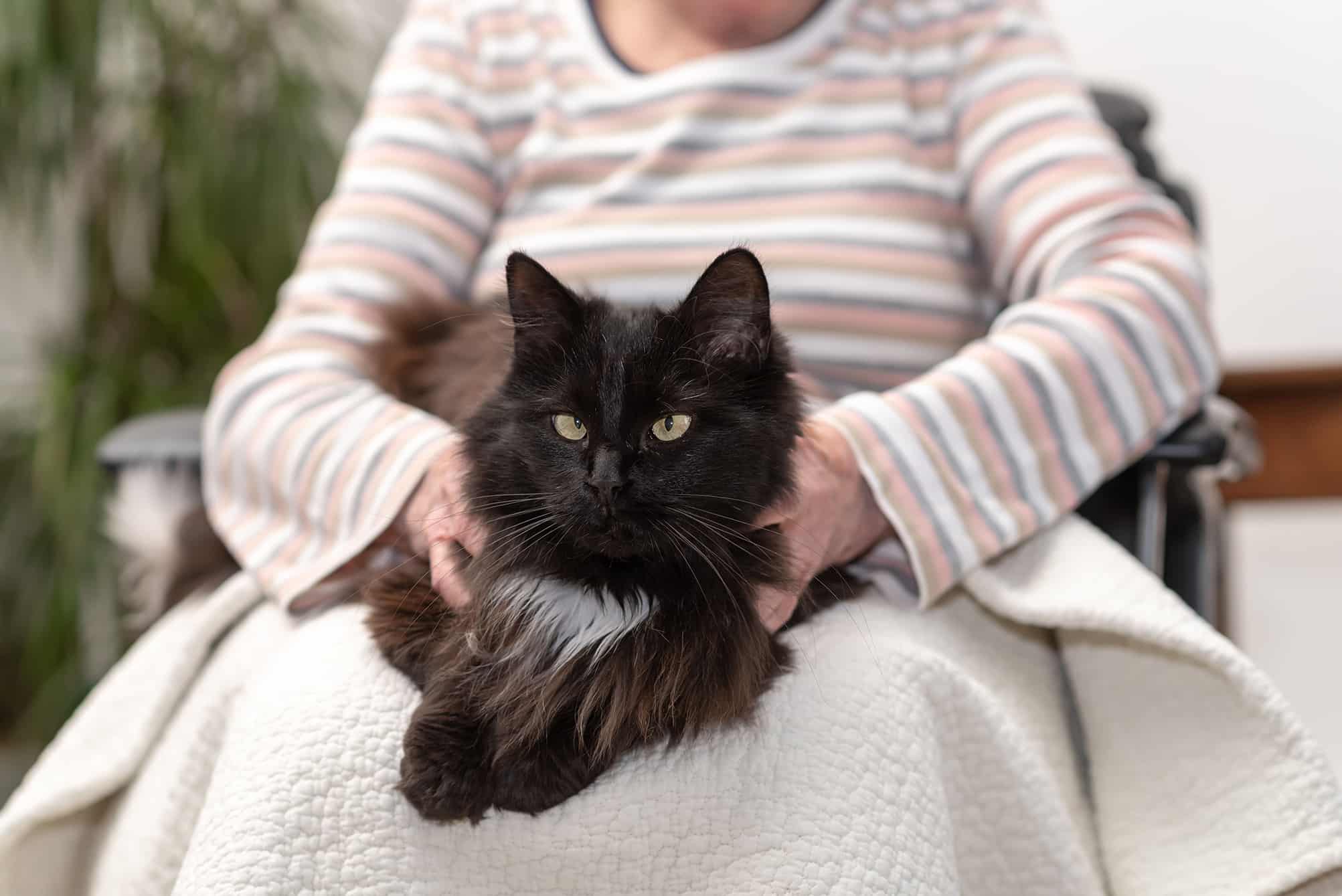 cat sitting on woman's lap