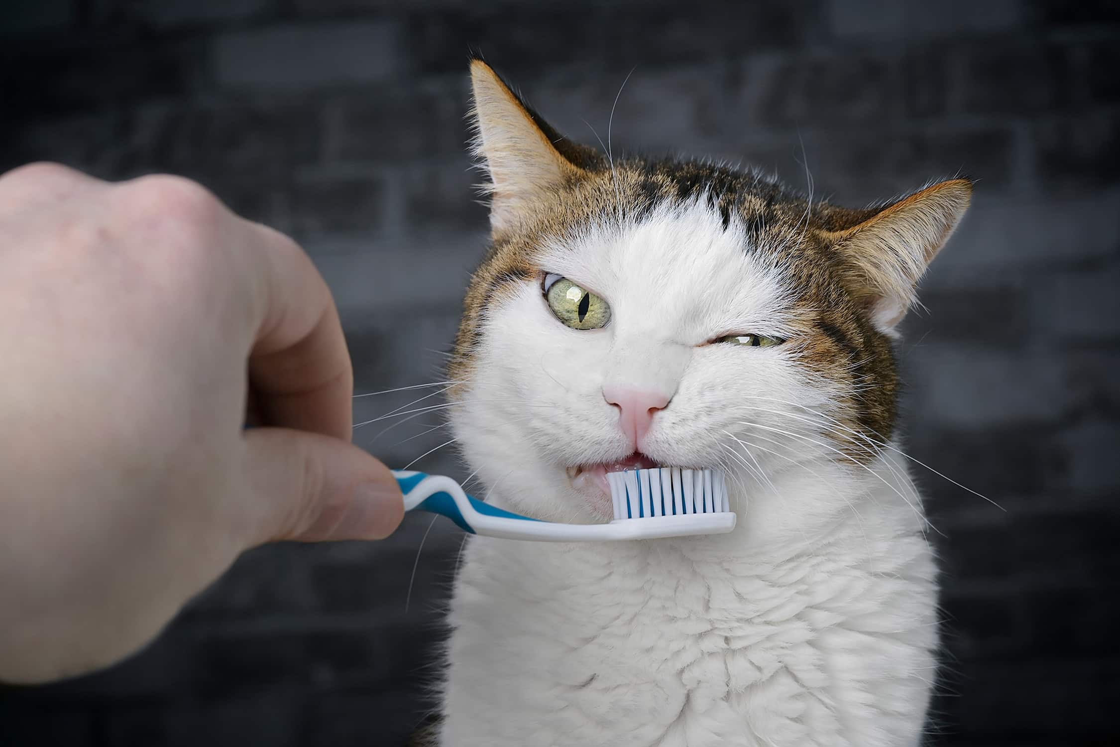 cat getting teeth brushed - Convenience Pet Hospitals