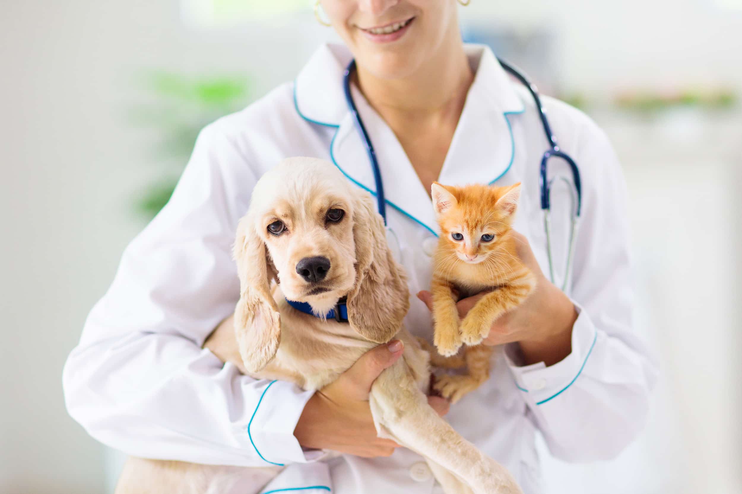 vet holding puppy and kitten in Golden, CO